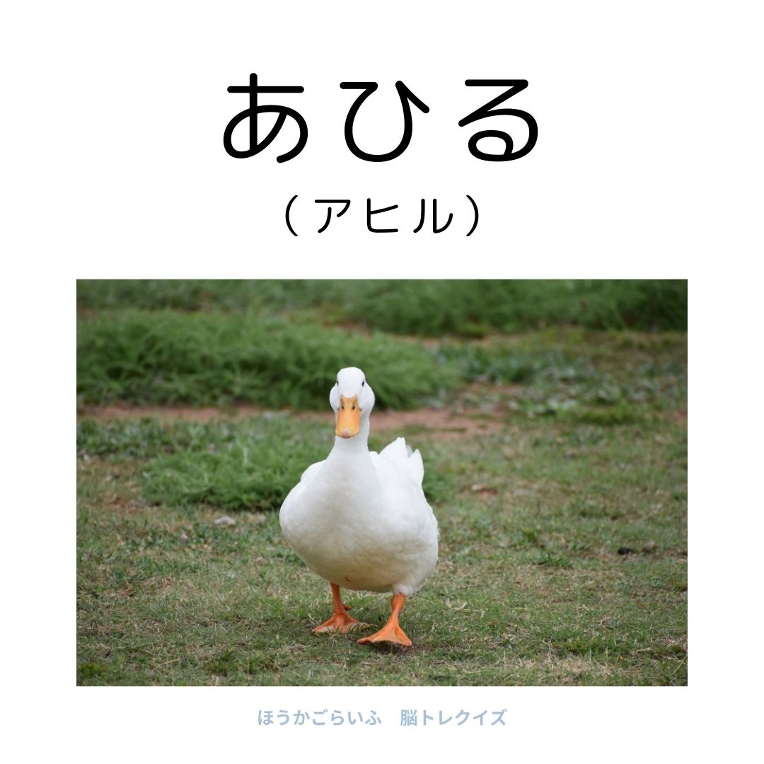 高齢者向け（無料）言葉の並び替えで脳トレしよう！文字（ひらがな）を並び替える簡単なゲーム【動物の名前】健康寿命を延ばす鍵